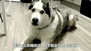狗狗和主人吵架，说一句顶一句，绝不肯吃亏，太较真了！