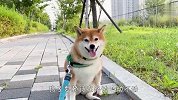 主人带柴犬去散步，走半道死活不肯走了，原因让人哭笑不得