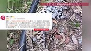 民宿老板徒步意外发现豹子尸体，其称在此生活49年从未见过，当地回应