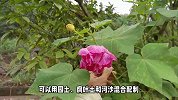 木芙蓉的养殖方法和注意事项