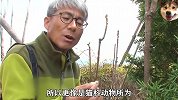 大叔的20只兔子不翼而飞，罪魁祸首竟是“最熟悉的陌生人”！