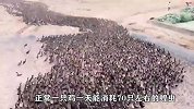 “灭蝗”大军出击，10000只鸭子进入稻田，把蝗虫杀个片甲不留！