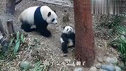大熊猫教崽崽爬树，抬头一看气炸了，下一秒忍住别笑！