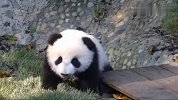 熊猫宝宝这滴溜溜的小眼神萌化我的少女心了，好想抱想回家