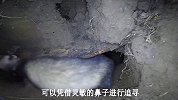 雪貂闯进兔子洞，野兔利用地形优势来回周旋，但终究难逃一死