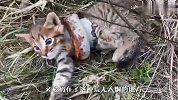 流浪猫被铁箍所困，痛苦不堪奄奄一息，幸得好心人相救