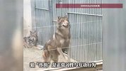 “连胡萝卜都抢着吃”，河南平顶山动物园的狼见人就“作揖”讨吃的，园方回应