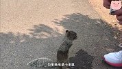 小松鼠逮着一个路人，上来就讨要水喝，这么可爱谁会忍心不给啊？