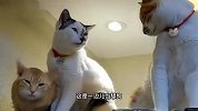 猫：这是今天第一百个傻瓜