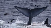 猎杀时刻！15米长蓝鲸误入繁殖区 惨遭75头虎鲸攻击分食