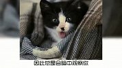 宠物冷知识：你家的猫咪聪明吗？