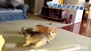 柯基犬打架，小短腿还挺好使啊