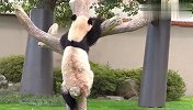 这熊猫多久没减肥了？爬个树都这么累，网友：我来帮你一把