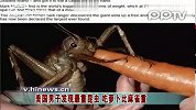 美国男子发现最重昆虫吃萝卜比麻雀重