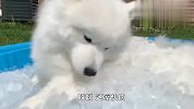 雪橇狗会怕冷吗？主人把萨摩耶埋进冰块，下一秒厉害了