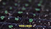 白花山桃的养殖方法和注意事项