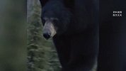 22岁孕妇突遭黑熊袭击受伤装死逃生，还用爪子试探其是否活着
