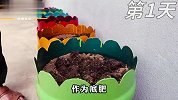 在家这样种矮生小番茄，让你75天就能收获一大盆小番茄，产量真高