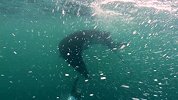 超震撼蝠鲼视频-海洋生物学家与蝠鲼“亲密接触”
