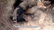 两只猎犬拼命往洞里钻，不一会儿，就拉出来一只“大货”！