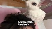 兔子被剃完毛后疯狂报复，趁主人睡觉生啃其头发吃，主人：报复心极强