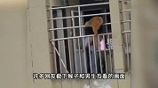 猴子闯进大学宿舍吃面包喝奶茶，4名男生尖叫逃窜，保卫处回应