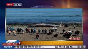16米巨鲸在智利海滩搁浅死亡