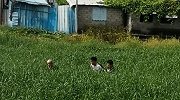 广东女子凌晨在墓地被侵犯 受害者不止一人