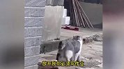 奇趣小猫咪-盘点小猫的10个有趣瞬间，昨晚通宵抓老鼠实在太困