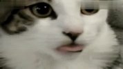 销魂吐舌猫网络爆红