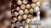 广西硬核小孩姐将马蜂窝蒸熟当零食吃！家长：油炸爆炒后更好吃
