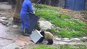 熊猫帮忙，越帮越忙，看完差点笑出眼泪！