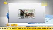 韩国政府克隆800只即将退役特殊犬