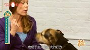 WTF？宠物犬还要训练！？