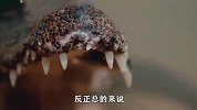 很鸡贼的鳄鱼！为了一口鲶鱼肉，张大嘴生生在水底憋气2小时！