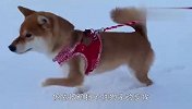 柴犬玩雪一时爽，回到家后成了这样，差点笑岔气