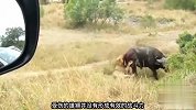 为了摆脱雄狮的追杀，野牛一头撞上了汽车，雄狮见状迅速逃之夭夭