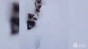 萌死了！黑脸小巴哥在雪地里蠕动，像一串肉球