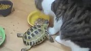 霸道乌龟驱赶正在吃食的可怜猫咪