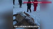 黑龙江水库冰面下发现13匹冰冻马，马主人：我损失了30多万