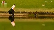高尔夫-13年-2011哈斯水中击球回顾-专题