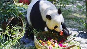 大熊猫雅吉6岁生日吃水果蛋糕、长寿面 小朋友酸了：比我都隆重
