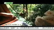 旅游-150203-温哥华岛树上旅馆 体验人猿泰山野人生活