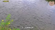 废弃池塘下传出异响，老汉果断防守抓鱼，最后轻松收获上百条鱼