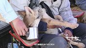 《七十七天》唤起自然保护意识，赵汉唐守护小狼成全职奶爸