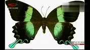 科学家利用蝴.蝶翅膀结构研发防伪技术