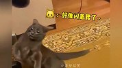 盘点那些猫咪的倒霉瞬间、猫-不至于一直这么倒霉吧？