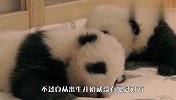 双胞胎熊猫第一次见面，举动萌翻了，网友：好暖！