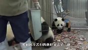 当6只熊猫宝宝聚在一起，能把奶爸逼疯，忍住千万别笑！