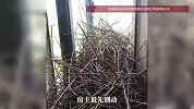 房子还没装完喜鹊先住进去了！下了7枚蛋，房主决定晚点再装修：让它们先孵